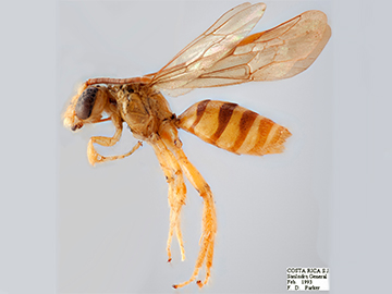 [Protosiris obtusus male (lateral/side view) thumbnail]